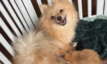 Pomchi