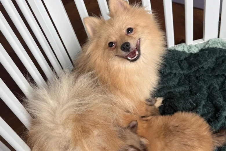Pomchi