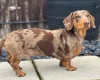 Doxipoo