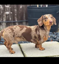 Pablo