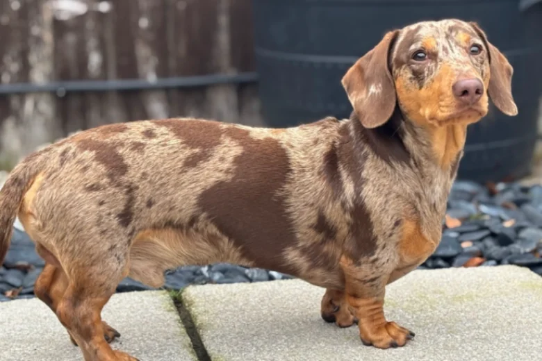 Doxipoo