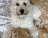 Doxipoo