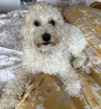 Annie
