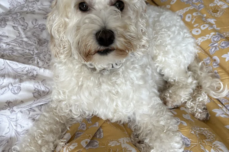 Doxipoo