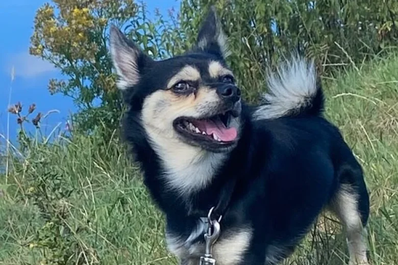 Mixed Breed