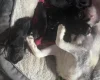 Mixed Breed