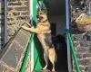German Shepherd (Alsatian)