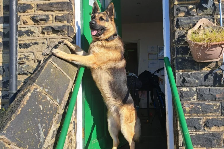German Shepherd (Alsatian)