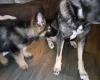 German Shepherd (Alsatian)