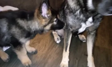 German Shepherd (Alsatian)