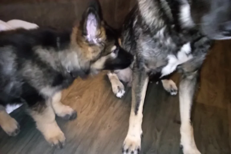 German Shepherd (Alsatian)
