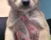 Akita