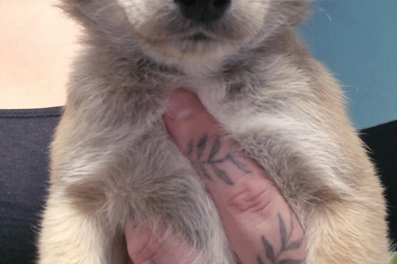 Akita