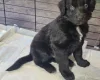 Akita