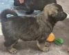 Akita