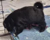 Akita