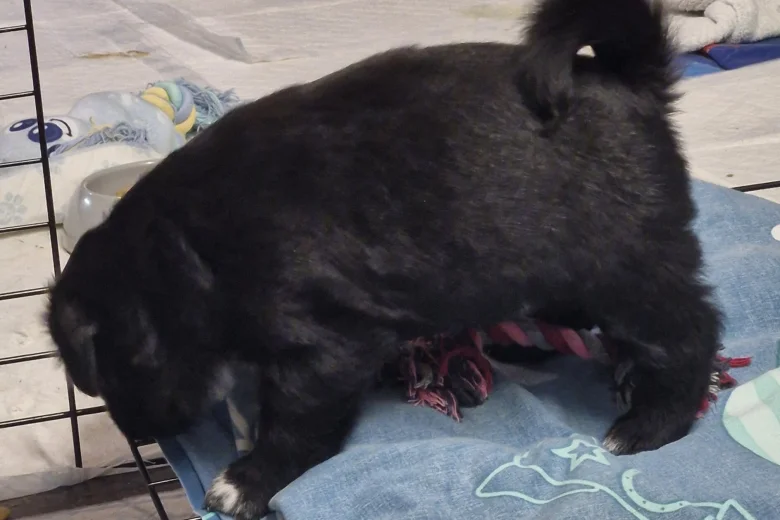 Akita