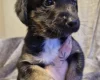 Akita