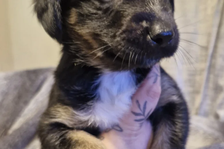 Akita