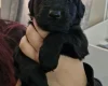 Akita