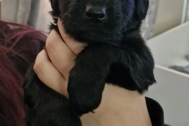 Akita