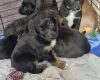 Akita