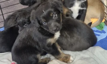 Akita