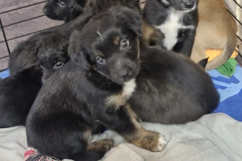 Akita