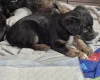 Akita