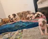 Alapaha Blue Blood Bulldog