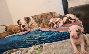 Alapaha Blue Blood Bulldog