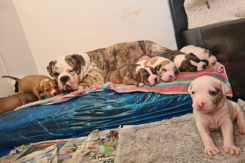 Alapaha Blue Blood Bulldog