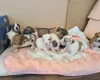Alapaha Blue Blood Bulldog