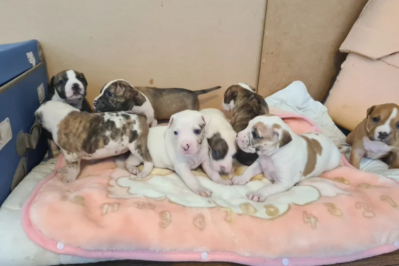 Alapaha Blue Blood Bulldog