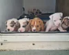 Alapaha Blue Blood Bulldog