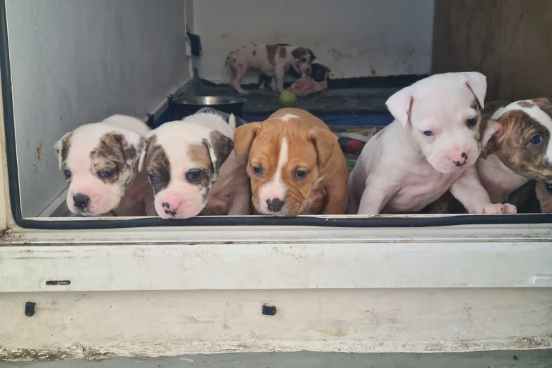 Alapaha Blue Blood Bulldog