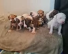 Alapaha Blue Blood Bulldog