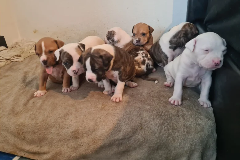 Alapaha Blue Blood Bulldog