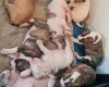 Alapaha Blue Blood Bulldog