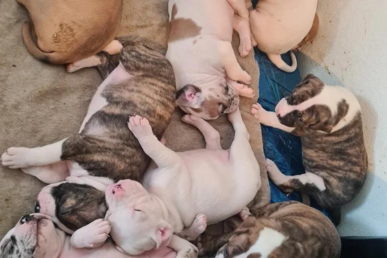 Alapaha Blue Blood Bulldog
