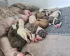 Alapaha Blue Blood Bulldog