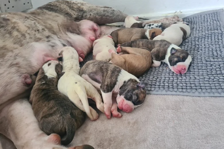 Alapaha Blue Blood Bulldog