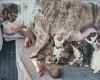 Alapaha Blue Blood Bulldog