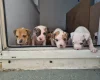 Alapaha Blue Blood Bulldog