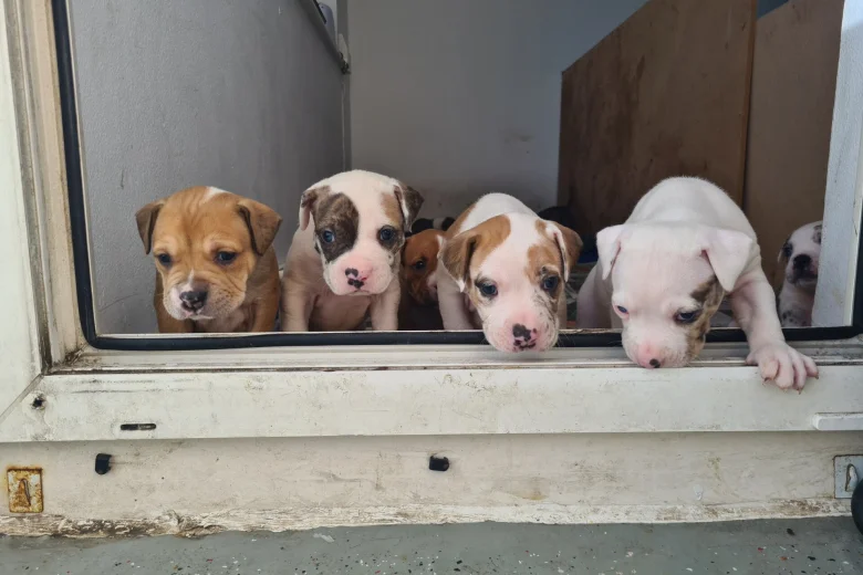 Alapaha Blue Blood Bulldog
