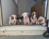 Alapaha Blue Blood Bulldog