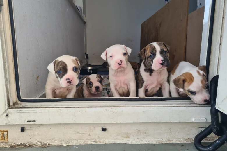 Alapaha Blue Blood Bulldog