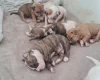 Alapaha Blue Blood Bulldog