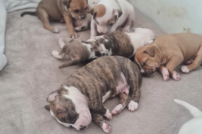 Alapaha Blue Blood Bulldog