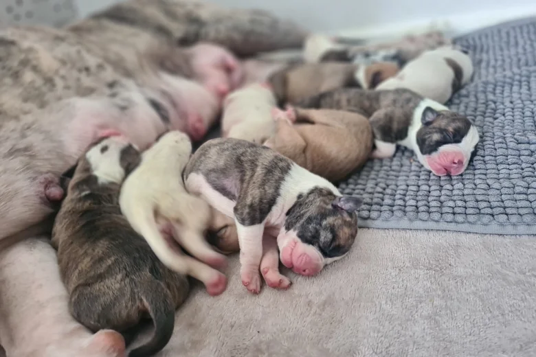 Alapaha Blue Blood Bulldog